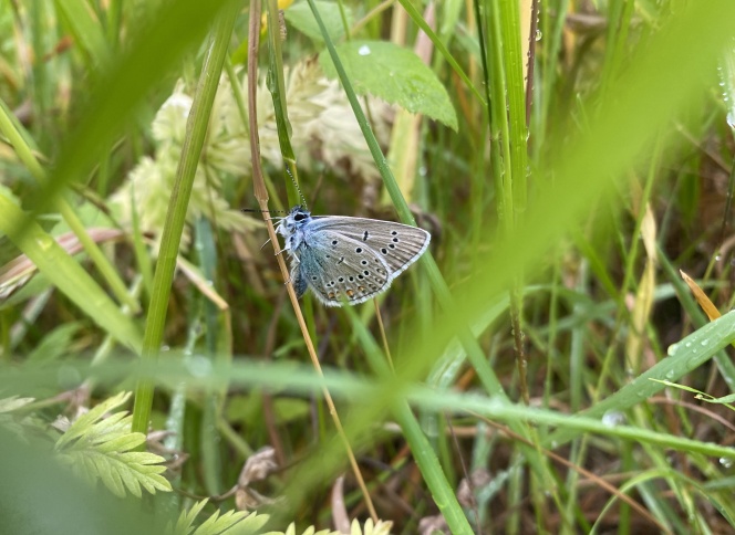 butterfly1